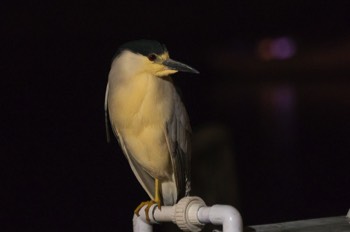 Nachtreiher - Black-crowned night heron - Nycticorax nycticorax