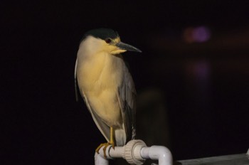  Nachtreiher - Black-crowned night heron - Nycticorax nycticorax 