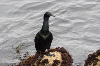 Pinselscharbe - Brandt's cormorant - Phalacrocorax penicillatus