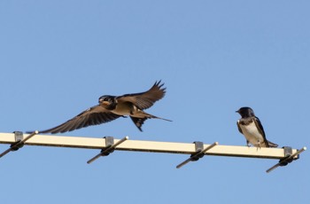 Rauchschwalbe - Barn swallow - Hirundo rustica
