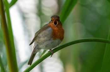  Rotkehlchen - European Robin - Erithacus rubella 