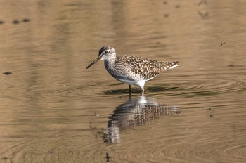  Bruchwasserläufer - Wood sandpiper - Tringa glareola 