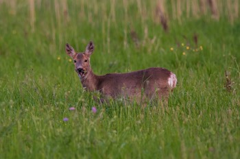 Reh - European roe deer - Capreolus capreolus