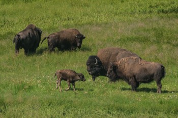 Amerikanisches Bison - American bison / Buffalo - Bison bison