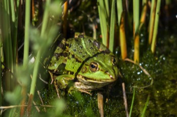 Teichfrosch - common water frog - Pelophylax kl. esculentus