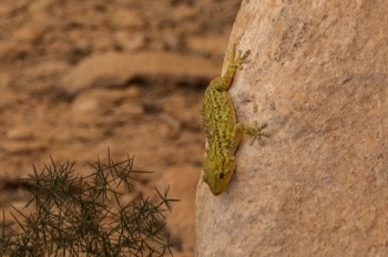  Hausgecko - Mediterranean house gecko - Hemidactylus turcicus 