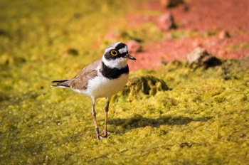 Flussregenpfeifer - Little ringed plover - Charadrius dubius 