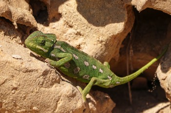  Mittelmeer-Chamäleon - Mediterranean chameleon - Chamaeleo chamaeleon 