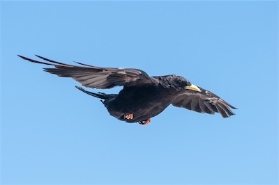 Alpendohle - Alpine chough - Pyrrhocorax graculus