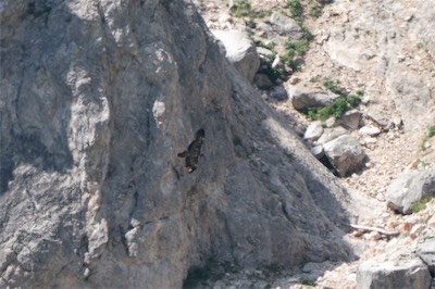 Bartgeier - Bearded Vulture - Gypaetus barbatus