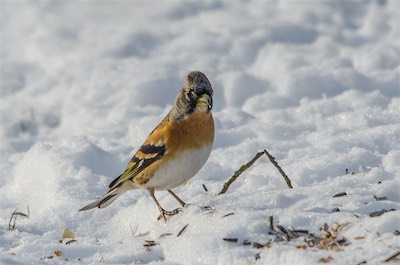 Bergfink - Brambling - Fringilla montifringilla