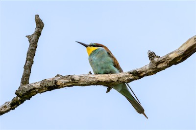 Bienenfresser * European Bee-eater (Merops apiaster)