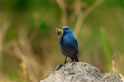 Blaumerle - Blue Rock Thrush - Monticola solitarius