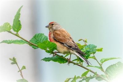 Bluthänfling - Common linnet - Linaria cannabina