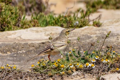 Brachpieper - Tawny pipit - Anthus campestris