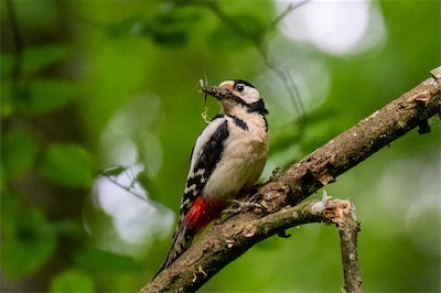 Buntspecht - Great Spotted Woodpecker - Dendrocopos major