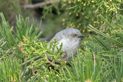 Buschschwanzmeise - Bushtit - Psaltriparus minimus