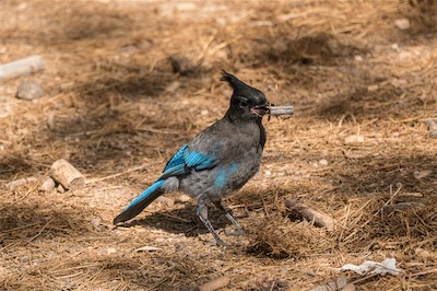Diademhäher - Steller's jay - Cyanocitta stelleri
