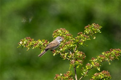 Dorngrasmücke - Common whitethroat - Curruca communis