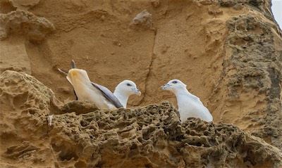 Eissturmvogel - Northern fulmar - Fulmarus glacialis