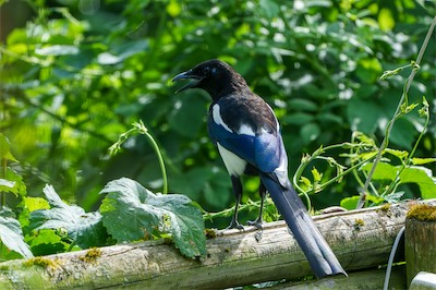 Elster - common magpie - Pica pica