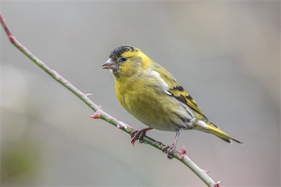 Erlenzeisig - Eurasian siskin - Spinus spinus