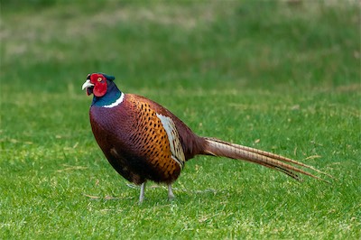 Fasan - Common Pheasant - Phasianus colchicus