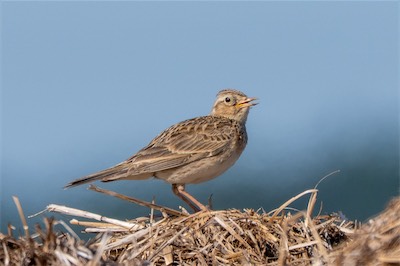 Feldlerche - Eurasian skylark - Alauda arvensis