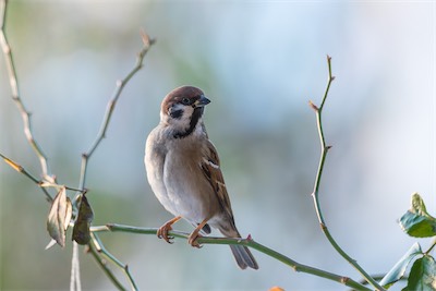 Feldsperling - Eurasian Tree Sparrow - Passer montanus