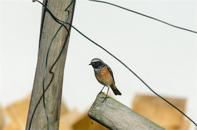 Gartenrotschwanz - Common redstart - Phoenicurus phoenicurus