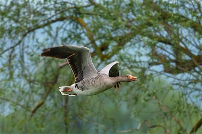 Graugans - Greylag goose - Anser anser