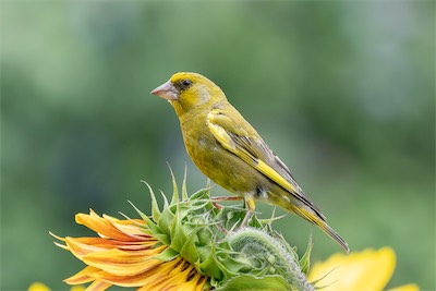 Grünfink - European greenfinch - Chloris chloris