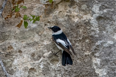 Halsbandschnäpper - Collared flycatcher - Ficedula albicollis