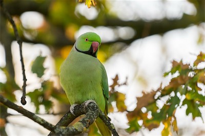 Halsbandsittich - ring-necked parakeet - Psittacula krameri