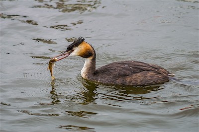 Haubentaucher - Great crested grebe - Podiceps cristatus