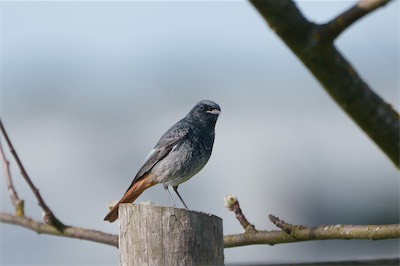 Hausrotschwanz - Black redstart - Phoenicurus ochruros