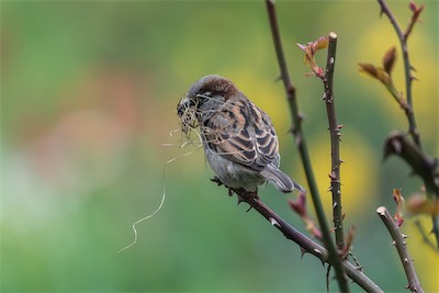 Haussperling - House Sparrow - Passer domesticus