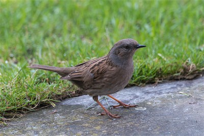 Heckenbraunelle - The Dunnock - Prunella modularis