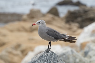 Heermannmöwe - Heermann’s Gull - Larus heermanni