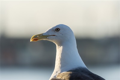 Heringsmöwe - Lesser black-backed gull - Larus fuscus