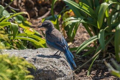 Kalifornienhäher - California scrub jay - Aphelocoma californica