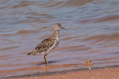 Kampfläufer - Ruff - Calidris pugnax