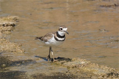Keilschwanz-Regenpfeifer - Killdeer - Charadrius vociferus