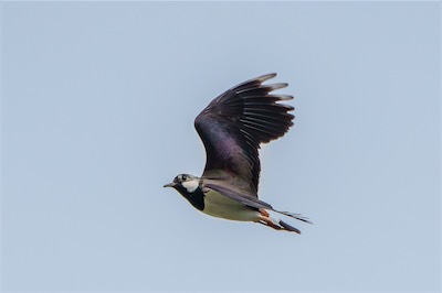 Kiebitz - Northern lapwing - Vanellus vanellus