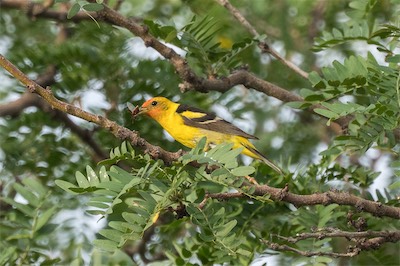 Kiefernkardinal - Western tanager - Piranga ludoviciana