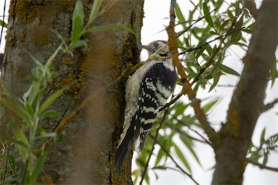 Kleinspecht - Lesser spotted woodpecker - Dryobates minor