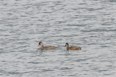 Kolbenente - Red-crested pochard - Netta rufina