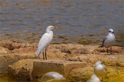 Kuhreiher - Cattle egret - Ardea ibis