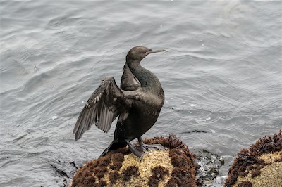 Meerscharbe - Pelagic cormorant - Phalacrocorax pelagicus