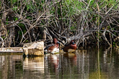 Moorente - Ferruginous duck - Aythya nyroca